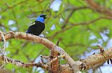 Blue-necked Tanager